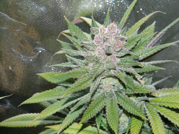 Blueberry Cheesecake Feminised Seeds by Female Seeds