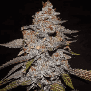 Phone Home Regular Seeds by Bodhi Seeds