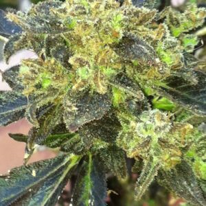Boss Hogg Feminised Seeds by Cali Connection