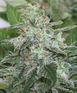 Brains Escape Feminised Seeds by KC Brains