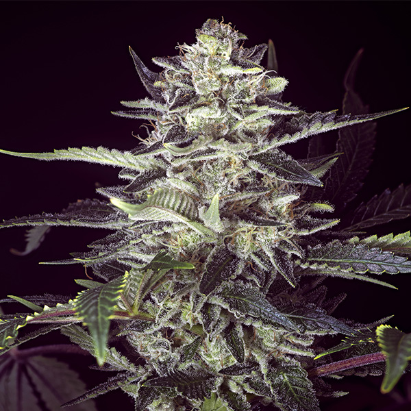 Brain Stroke Auto Feminised Seeds by High Speed Buds