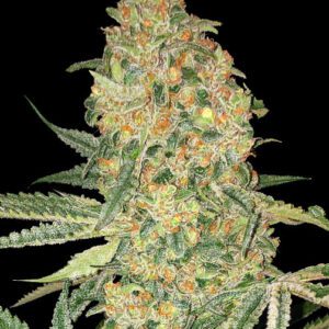 Bruce Banner Feminised Seeds by Advanced Seeds