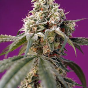 Bruce Banner Auto Feminised Seeds by Sweet Seeds