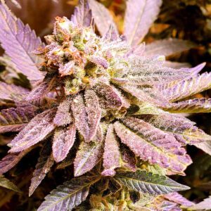 Brute Rose Feminised Seeds by Holy Smoke Seeds
