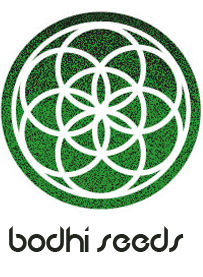 Skylotus Regular Seeds by Bodhi Seeds
