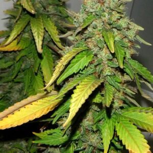 Bubba 76 Feminised Seeds by Emerald Triangle
