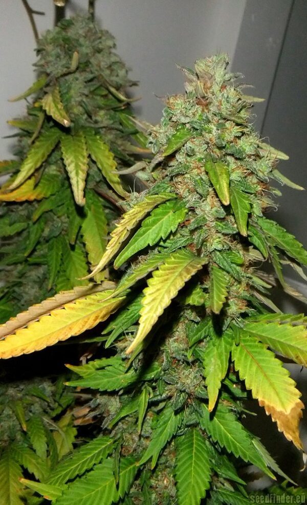 Bubba 76 Feminised Seeds by Emerald Triangle