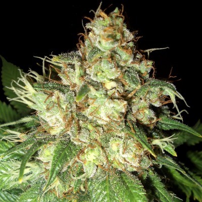 Bubba Cheese Auto Feminised Seeds by Emerald Triangle