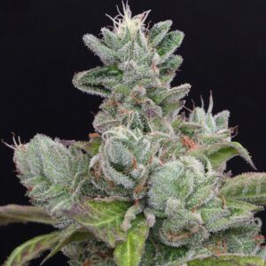 Bubba Cookies Feminised Seeds by Mamiko Seeds