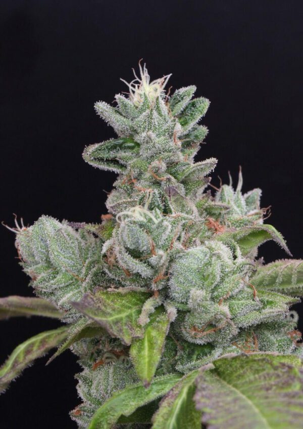 Bubba Cookies Feminised Seeds by Mamiko Seeds