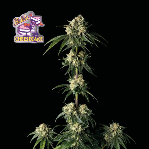 Bubba Cheesecake Feminised Seeds by Seedsman