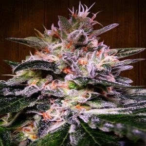 Bubba Hash Feminised Seeds by Ace Seeds