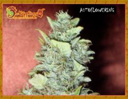 Bubba Gum Auto Feminised Seeds by Dr Krippling