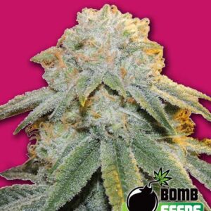 Bubble Bomb Feminised Seeds by Bomb Seeds