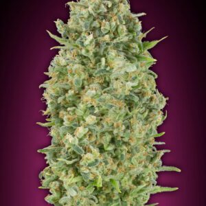 Bubble Gum Auto Feminised Seeds by 00 Seeds