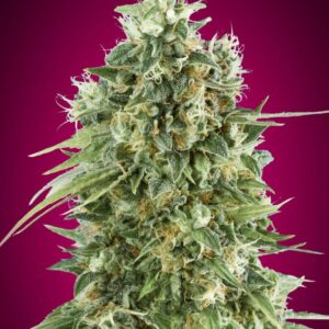 Bubble Gum CBD Feminised Seeds by 00 Seeds
