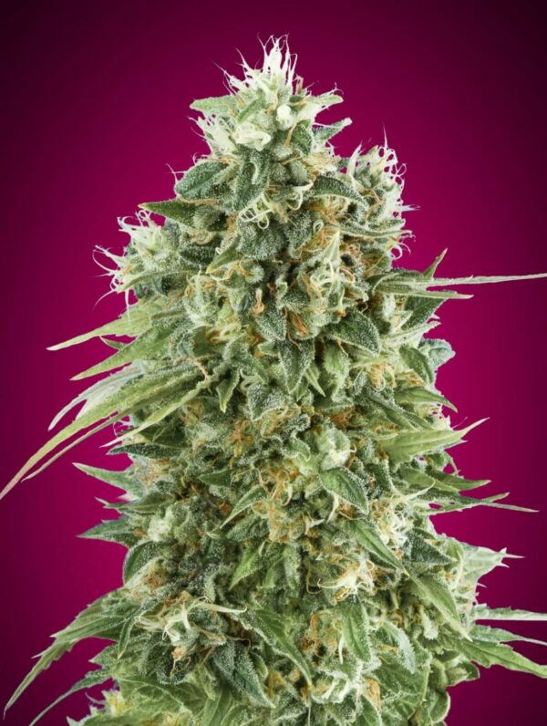 Bubble Gum CBD Feminised Seeds by 00 Seeds