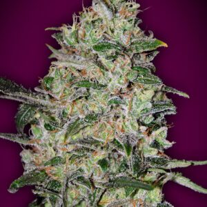 Bubble Gum FAST Feminised Seeds by 00 Seeds