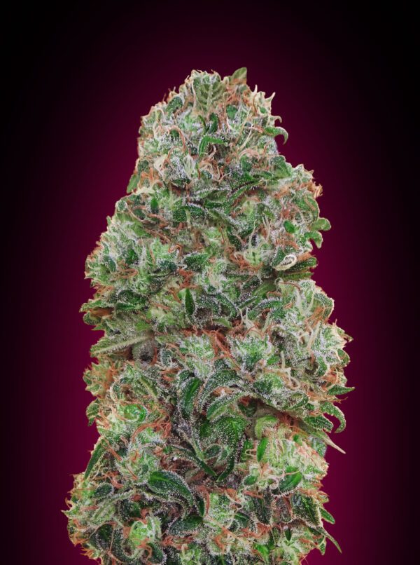 Bubble Gum Feminised Seeds by 00 Seeds