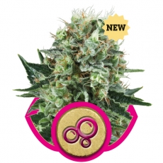 Bubble Kush Feminised Seeds by Royal Queen Seeds