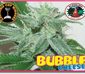 Bubble Cheese Feminised Seeds by Big Buddha Seeds
