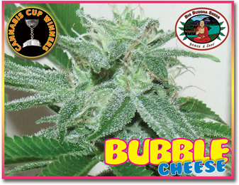 Bubble Cheese Feminised Seeds by Big Buddha Seeds