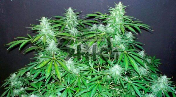 Bubble Hash SuperAuto Feminised Seeds by Flash Seeds