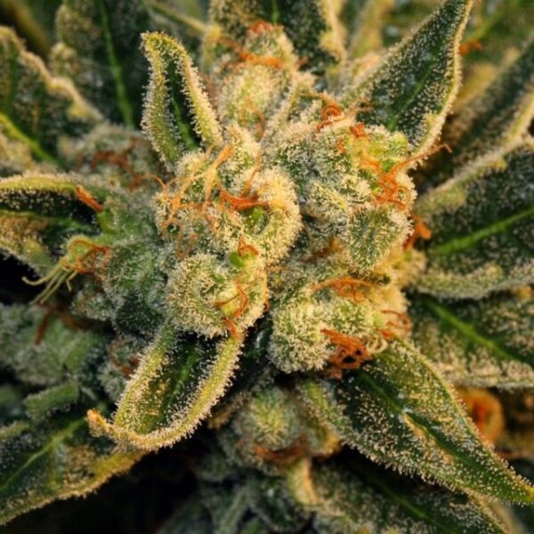 Bubble Gum Feminised Seeds by Serious Seeds