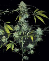 Bubble Gum 710 Special Pack Feminised Seeds by T.H. Seeds