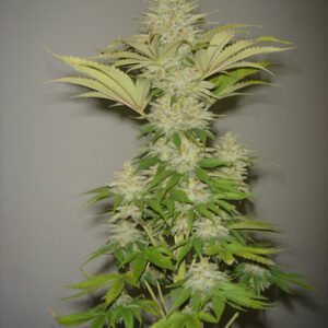 Bubblicious Feminised Seeds by Resin Seeds