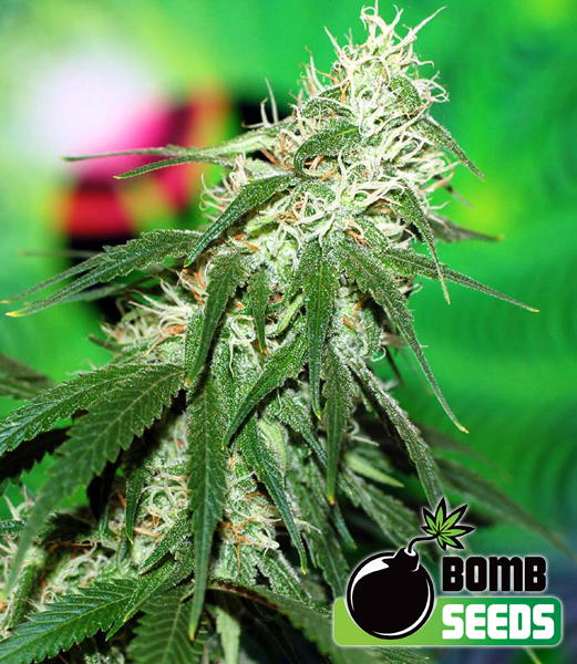Buzz Bomb Feminised Seeds by Bomb Seeds