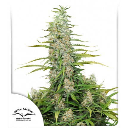 C-Vibez Feminised Seeds by Dutch Passion