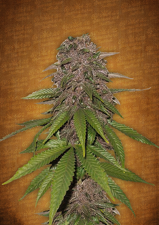 C4 Auto Feminised Seeds by FastBuds