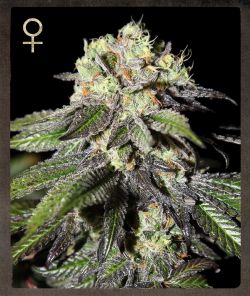 Caboose Feminised Seeds by Strain Hunters