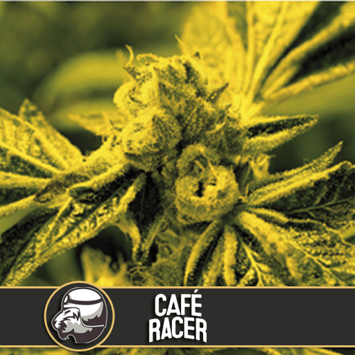 Café Racer Feminised Seeds by BlimBurn Seeds