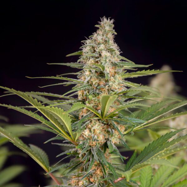 Cali Crasher Feminised Seeds by Doctor's Choice