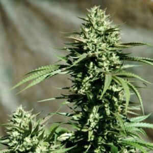 California Wildfire Feminised Seeds by Emerald Triangle