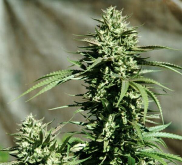 California Wildfire Feminised Seeds by Emerald Triangle