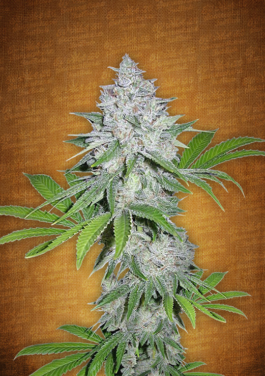 Californian Snow Auto Feminised Seeds by FastBuds