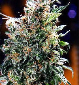 Californian Orange Feminised Seeds by Dutch Passion