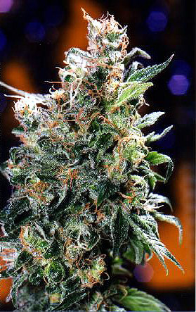 Californian Orange Feminised Seeds by Dutch Passion