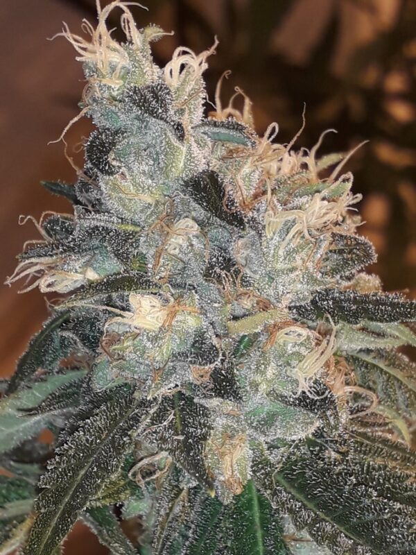 Candy Glue Regular Seeds by Lineage Genetics