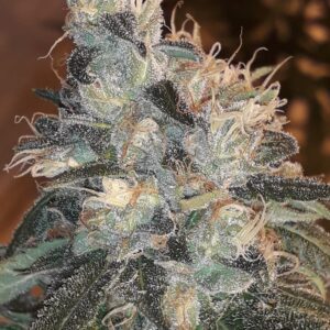 Candy Glue Feminised Seeds by Lineage Genetics