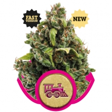 Candy Kush Express FAST Feminised Seeds by Royal Queen Seeds