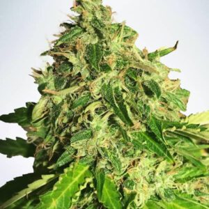 Cannabis Light CBD Auto Feminised Seeds by Ministry of Cannabis
