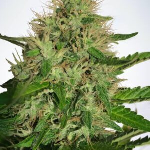 Cannabis Light CBD Feminised Seeds by Ministry of Cannabis