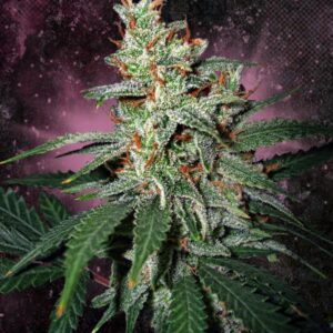 Carnival Feminised Seeds by Ministry of Cannabis