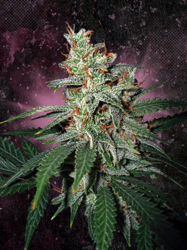 Carnival Feminised Seeds by Ministry of Cannabis