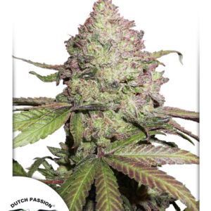 Charlotte's Angel CBD Auto Feminised Seeds by Dutch Passion