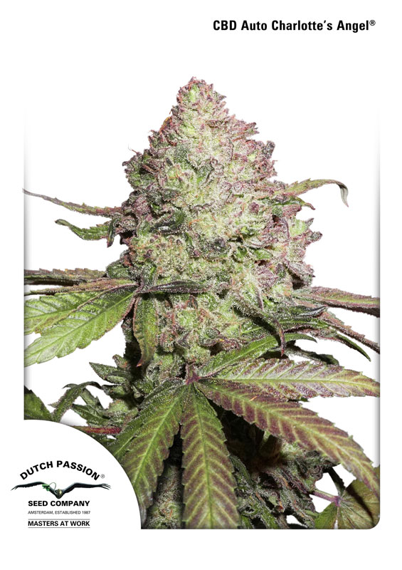 Charlotte's Angel CBD Auto Feminised Seeds by Dutch Passion